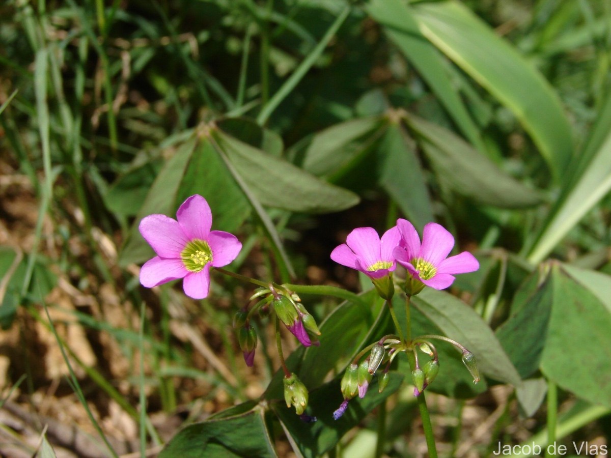 Oxalis latifolia Kunth